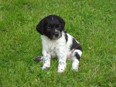 Klaphattens Bob (Abelone x Bourdon de L'ardour)